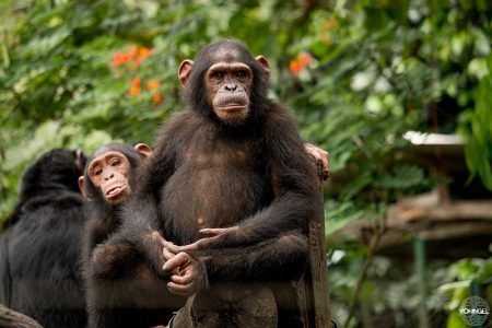 Limbe Wildlife