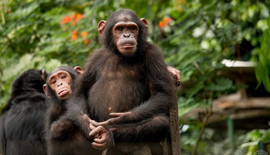 Limbe Wildlife